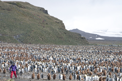 King Penguins - South Georgia One Ocean Expeditions