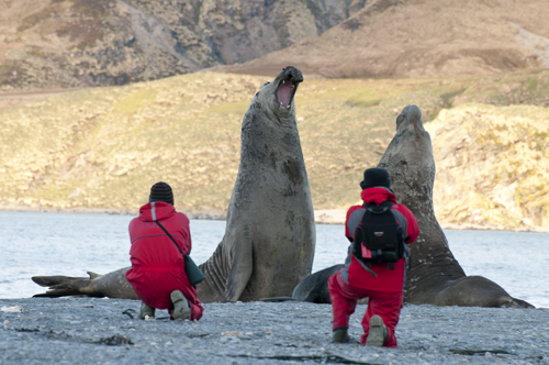 Elephant Seals - SG One Ocean Expeditions