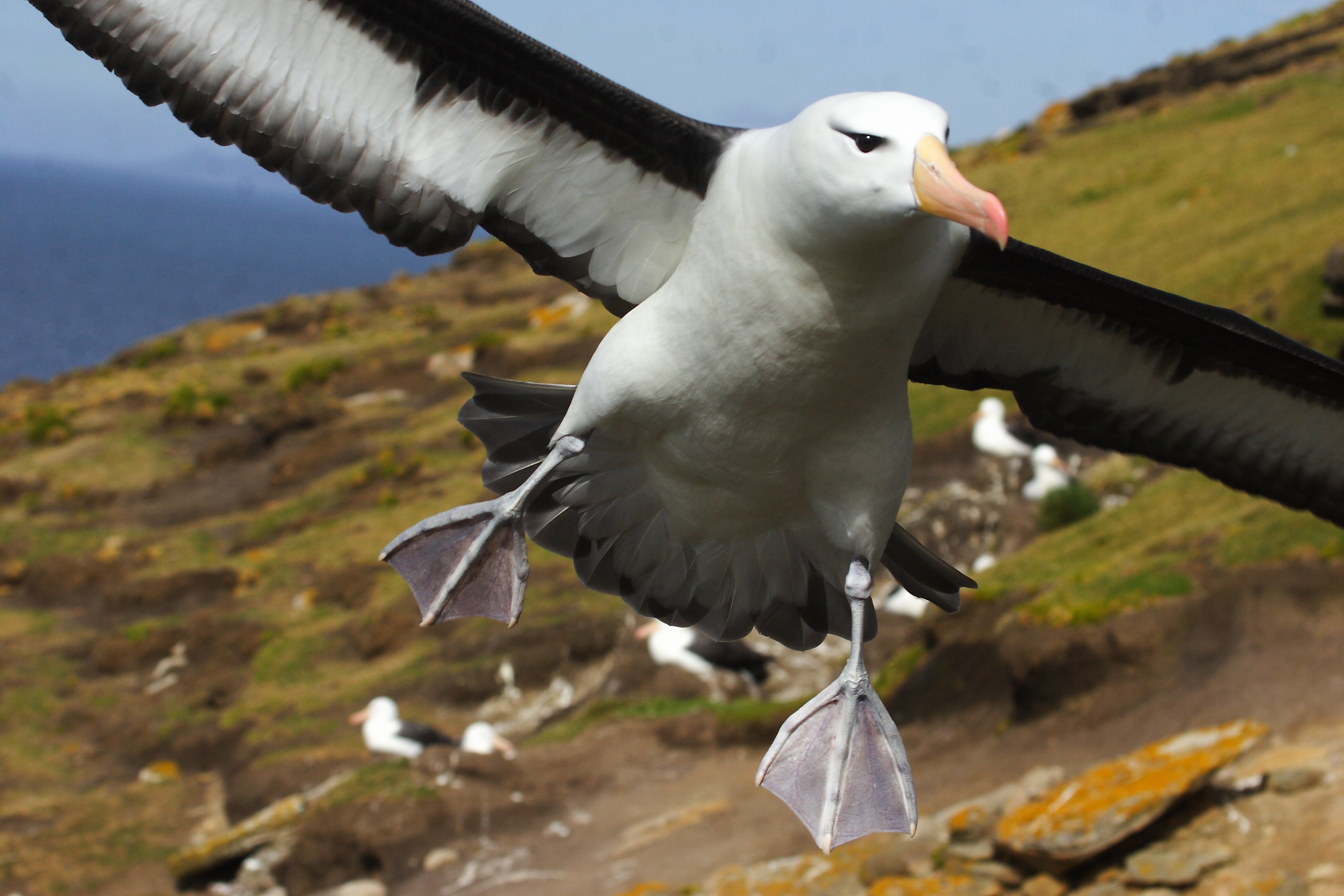 Black Browed Albatross Falkland Islands - Adam Riley Black Browed Albatross