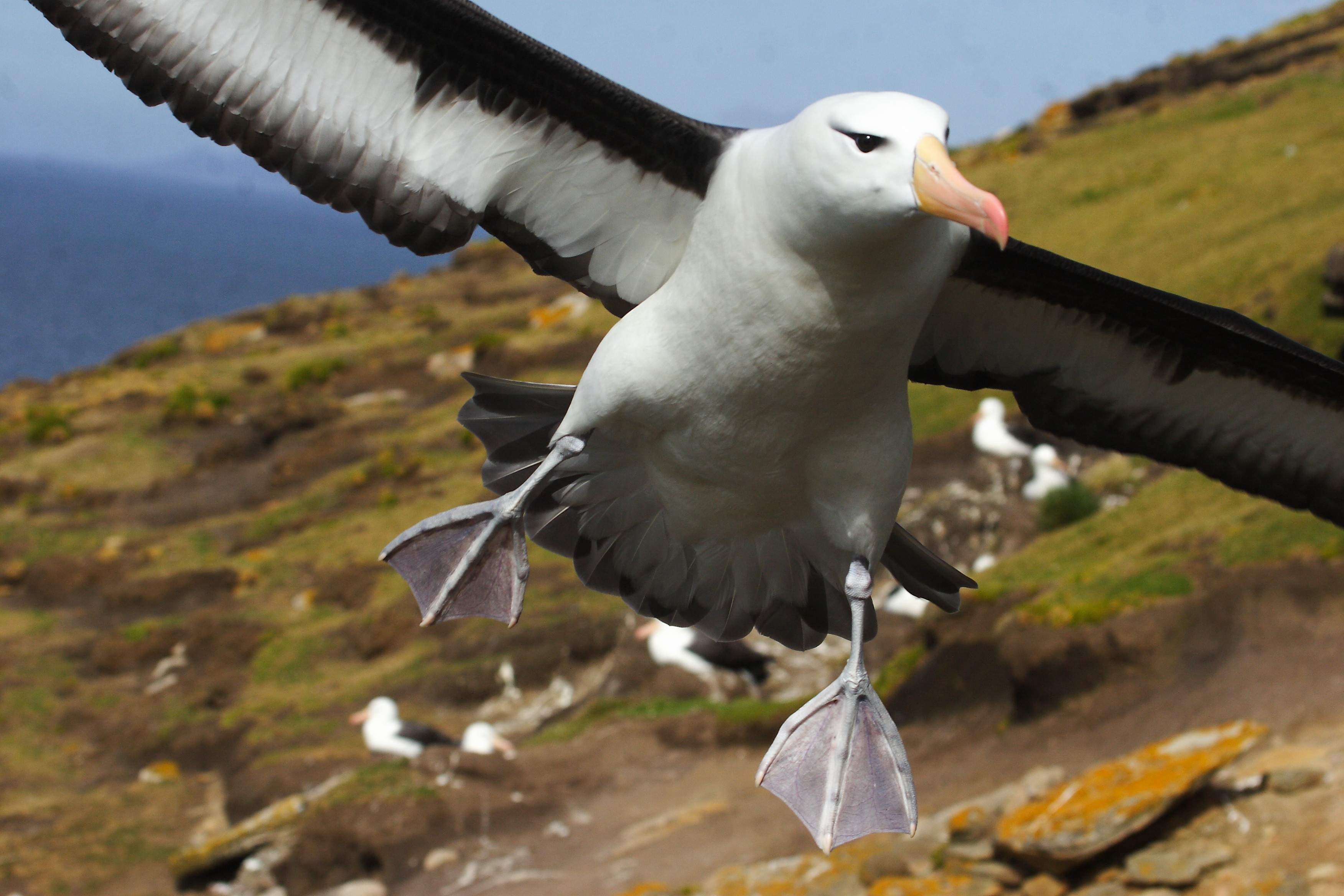 Black Browed Albatross 